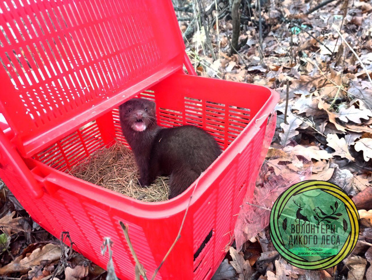 В магазинах Саратова два дня ловили норку